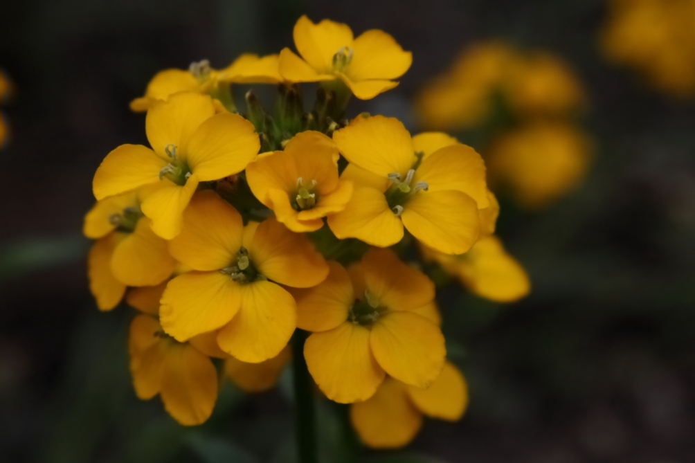 2011 05 07 IMG 30566e